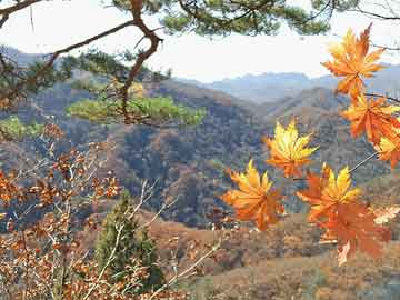 攀枝花市地方税务局推动税务现代化，助力地方经济发展新项目建设